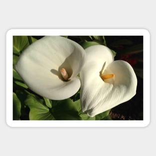 Perfectly Pure and Majestic Easter Calla Lily Sticker